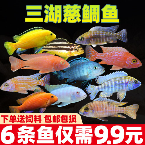 三湖慈鲷鱼马鲷杂淡水非洲王子