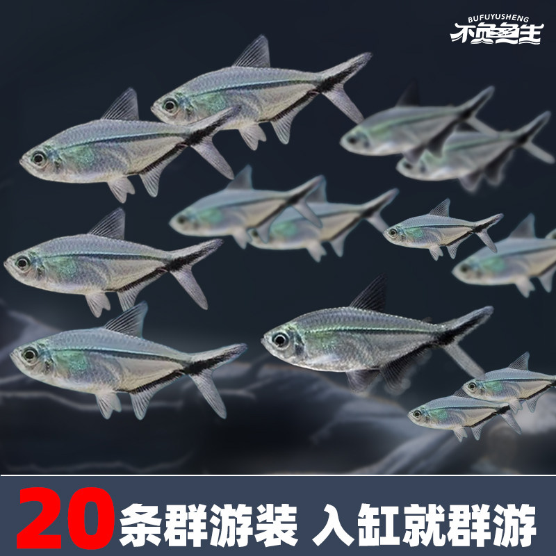 黑尾大勾黑尾扯旗灯鱼玫瑰扯旗草缸鱼群游鱼观赏鱼淡水热带鱼活体