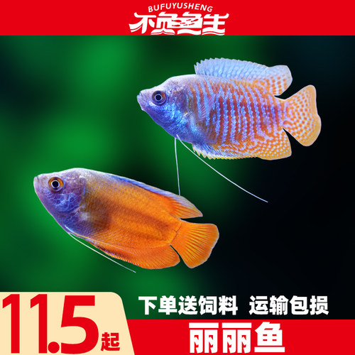 五彩丽丽血丽丽热带鱼观赏鱼活体