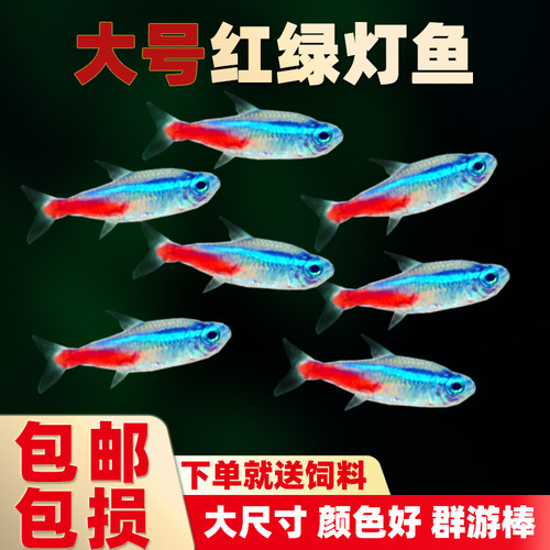 红绿灯鱼宝莲灯鱼小型热带鱼活体