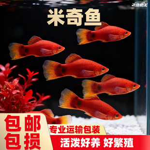 红米奇鱼月光鱼观赏鱼小型胎生鱼热带鱼红玛瑙易繁殖红背米奇包邮
