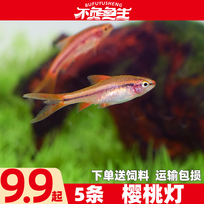 樱桃灯鱼热带草缸观赏鱼南美灯鱼红玫瑰灯鱼玫瑰鲫鱼群游活体,宠物/宠物食品及用品,鱼,淘宝优惠券,粉丝福利购,淘宝优惠卷