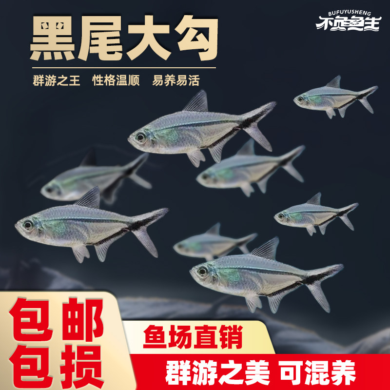 黑尾大勾黑尾扯旗灯鱼玫瑰扯旗草缸鱼群游鱼观赏鱼淡水热带鱼活体