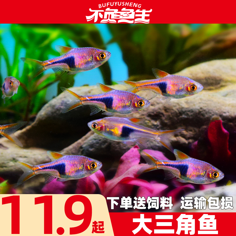 大三角鱼紫三角鱼灯鱼小三角灯科鱼小型鱼淡水鱼热带鱼观赏鱼活鱼