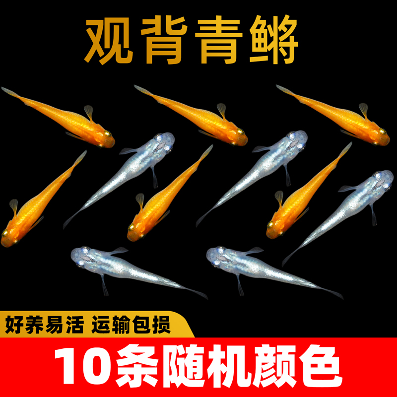 观背青鳉观赏鱼魔法鱼原生鱼冷水鱼小型淡水鱼金鱼不打氧好养活体