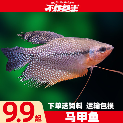 珍珠马甲球鱼珍珠马甲鱼球型鱼中小型鱼淡水鱼热带鱼观赏鱼活体鱼 - 封面