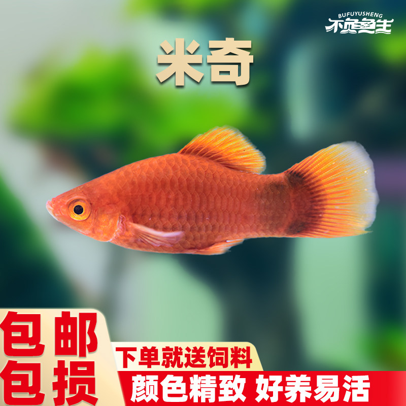 月光鱼红米奇鱼观赏鱼小型胎生鱼热带鱼红玛瑙易繁殖红背米奇包邮