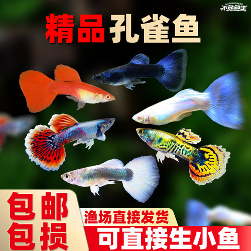 活体小型淡水热带观赏鱼