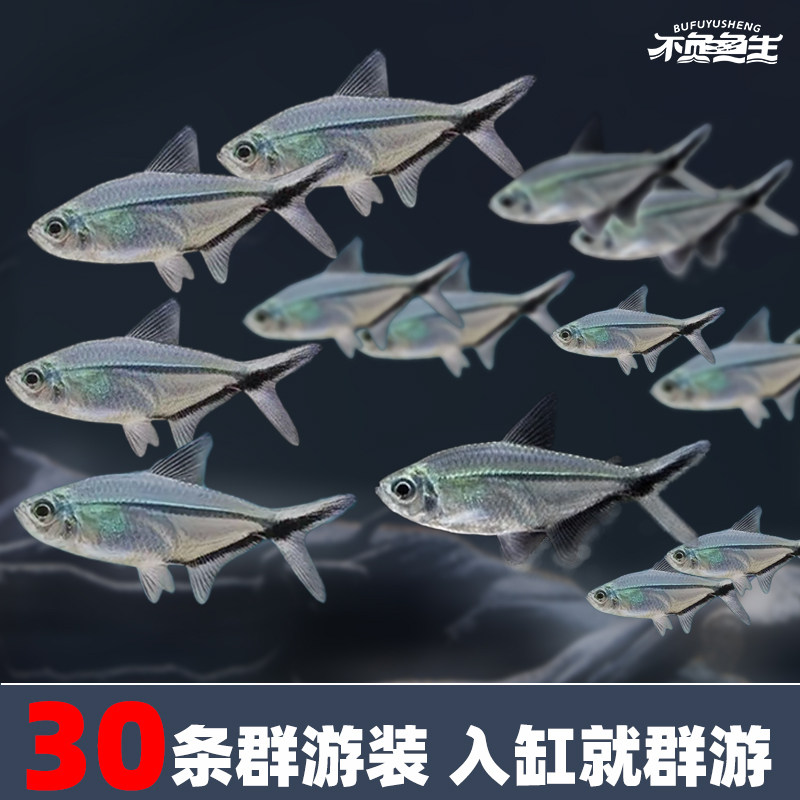 黑尾大勾黑尾扯旗灯鱼玫瑰扯旗草缸鱼群游鱼观赏鱼淡水热带鱼活体
