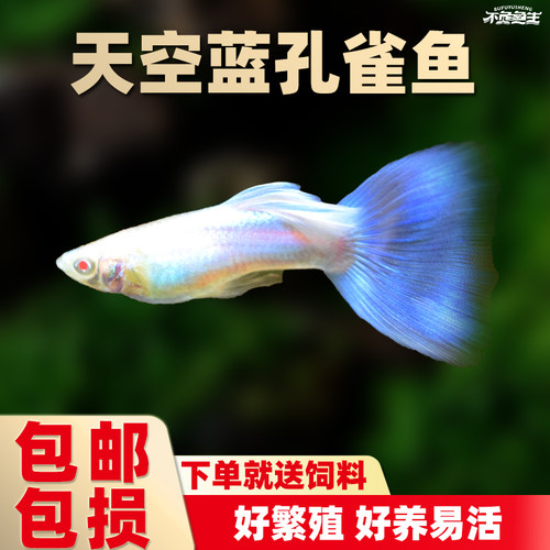 天空蓝白孔雀鱼蓝礼服孔雀鱼胎生鱼凤尾鱼好养小活鱼热带鱼观赏鱼