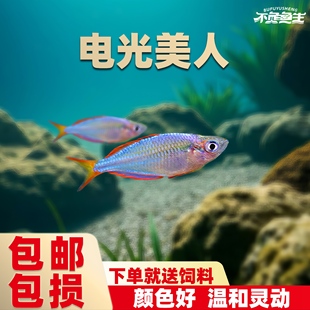 电光美人鱼热带观赏鱼小型活体淡水宠物好养易活群游草缸鱼可混养