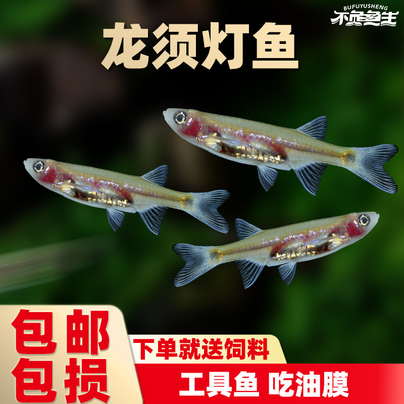 龙须灯鱼除油膜工具鱼小型热带淡水观赏鱼活体鱼清洁鱼草缸灯科鱼