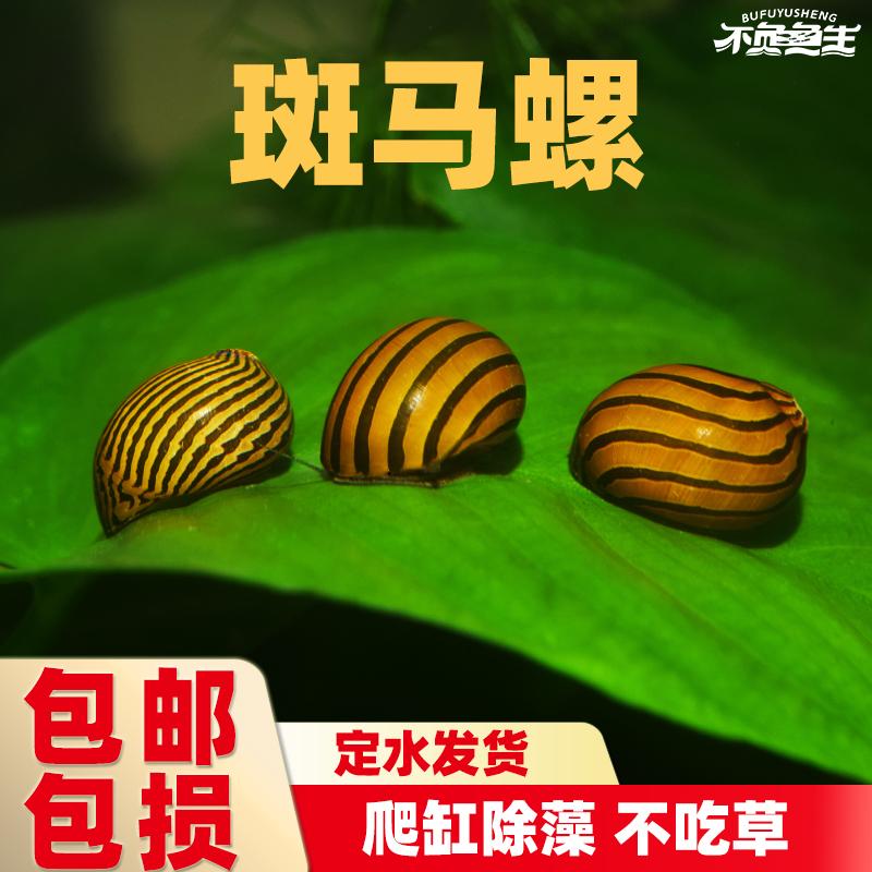 斑马螺工具除藻螺苹果螺懒人螺汽水螺观赏螺蜗牛宠物草缸活体包邮