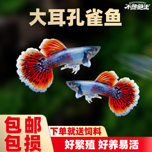 大耳孔雀鱼胎生凤尾鱼小型热带鱼