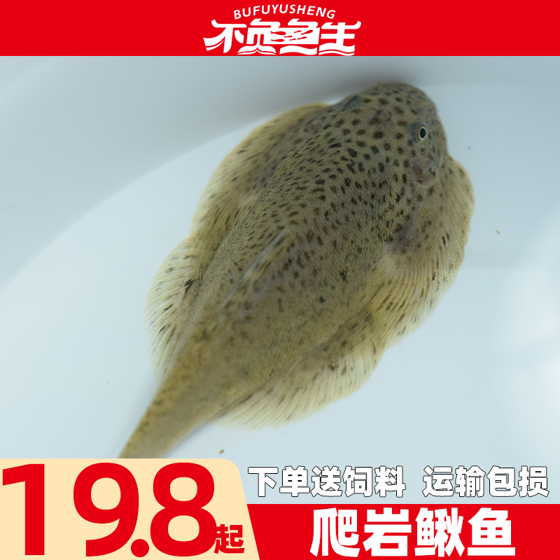 爬岩鳅双吸盘清道夫工具鱼冷水鱼
