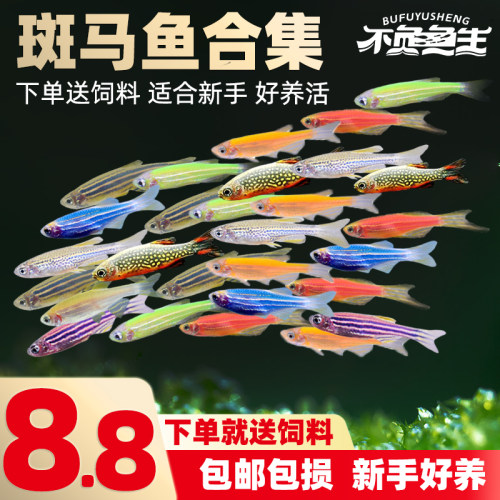 小型鱼套餐热带鱼观赏鱼活体鱼
