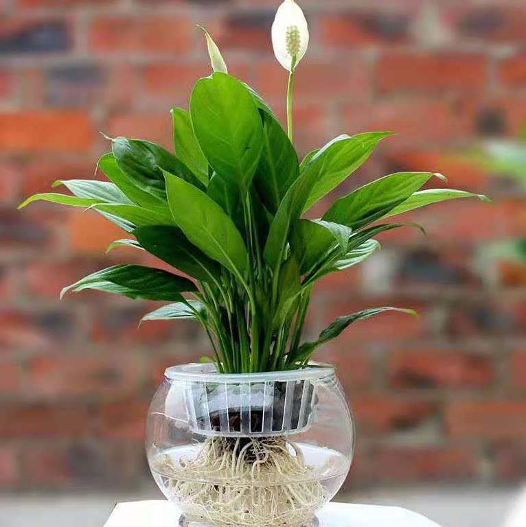 一帆风顺白掌花卉盆栽水培土培室内植物办公室水养花苗花卉盆景