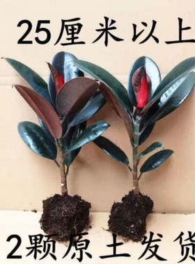 黑金刚橡皮树盆栽家庭室内客厅四季长青花卉净化空气绿色观叶植物