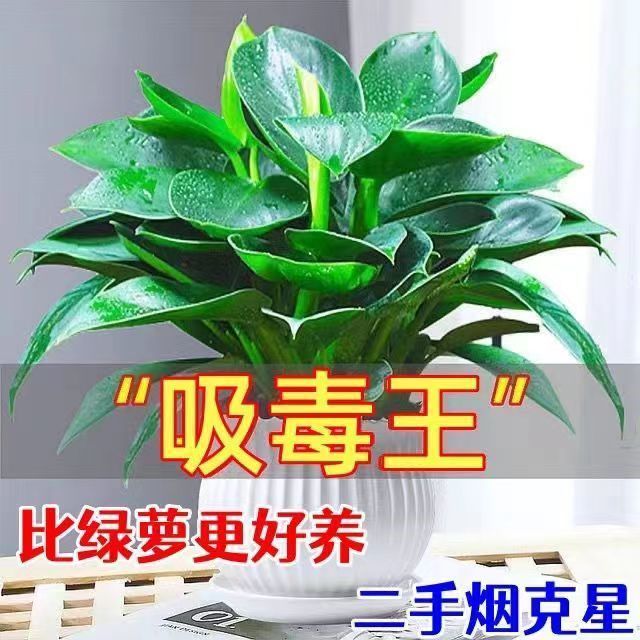 【大叶金钻除甲醛绿植】绿公主室内盆栽绿植办公桌面四季常青植物