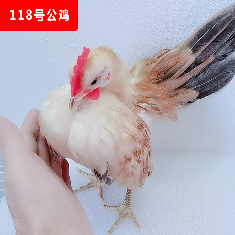 塞拉玛公鸡马来西亚进口子代超小体成年种公鸡网红宠物观赏鸡活体