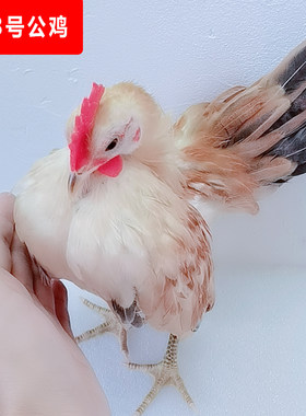 超小体塞拉玛观赏鸡公鸡
