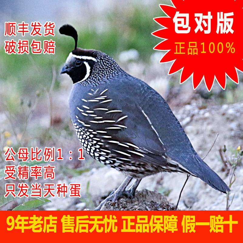 珠颈翎鹑种蛋观赏鸟彩鹑进口鹌鹑可孵化受精蛋家庭迷你网红宠物鸡,宠物/宠物食品及用品,鸟,淘宝优惠券,粉丝福利购,淘宝优惠卷