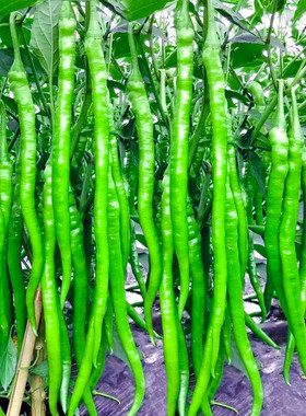 长线椒种子二荆条辣椒种子超香辣二金条阳台盆栽有机蔬菜四季高产