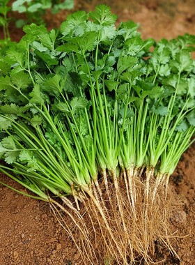 四季香菜种子农家老品种蔬菜芫荽种籽孑家庭阳台盆栽耐热耐寒秋季