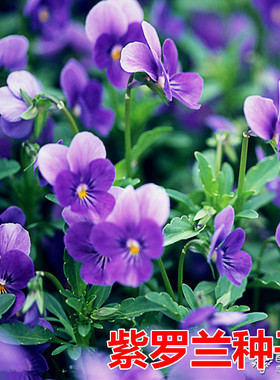 紫罗兰种子多年 室内阳台盆栽易活易种庭院波斯菊花种子花子孑
