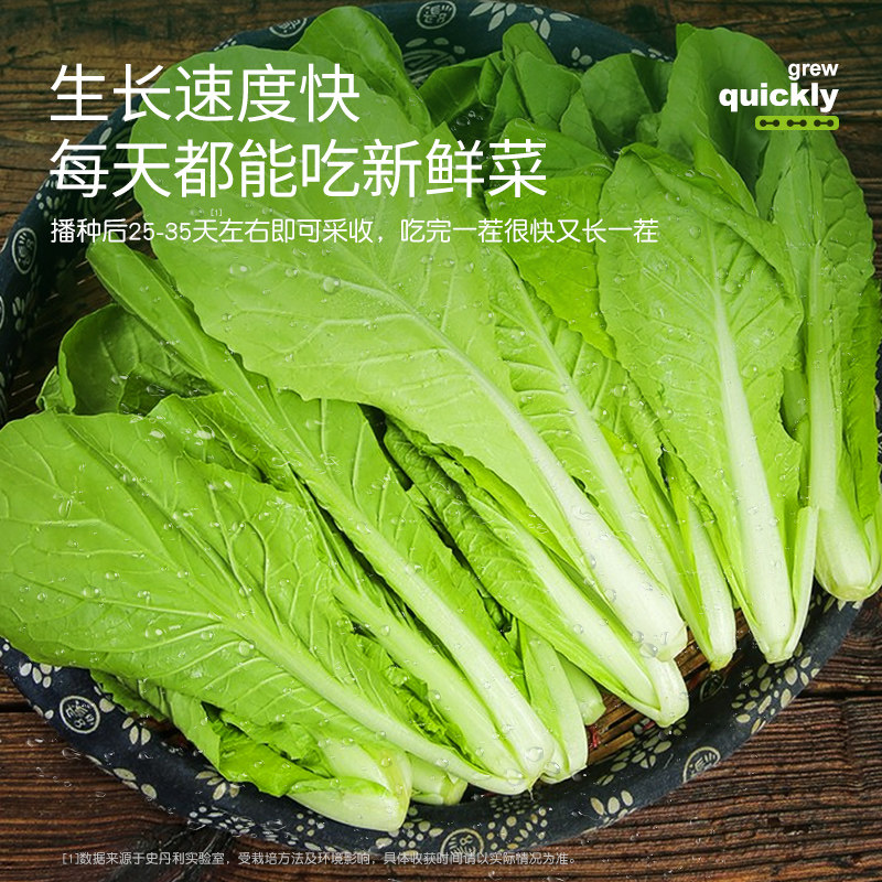 速生快菜种子奶油小白菜种子娃娃菜阳台盆栽地栽农家有机蔬菜易活