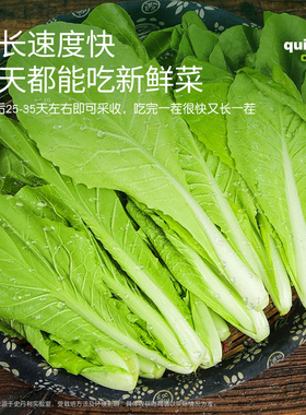 速生快菜种子奶油小白菜种子娃娃菜阳台盆栽地栽农家有机蔬菜易活
