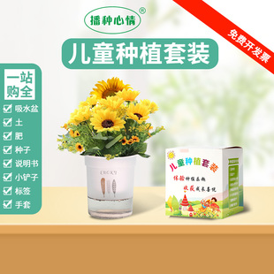 学生儿童种植小盆栽套装凤仙花餐向日葵太阳花含羞草种子植物观察