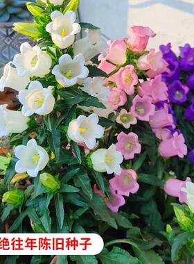 风铃草种子钟花混色多年生低矮花卉室内阳台盆栽易活播花种子易种