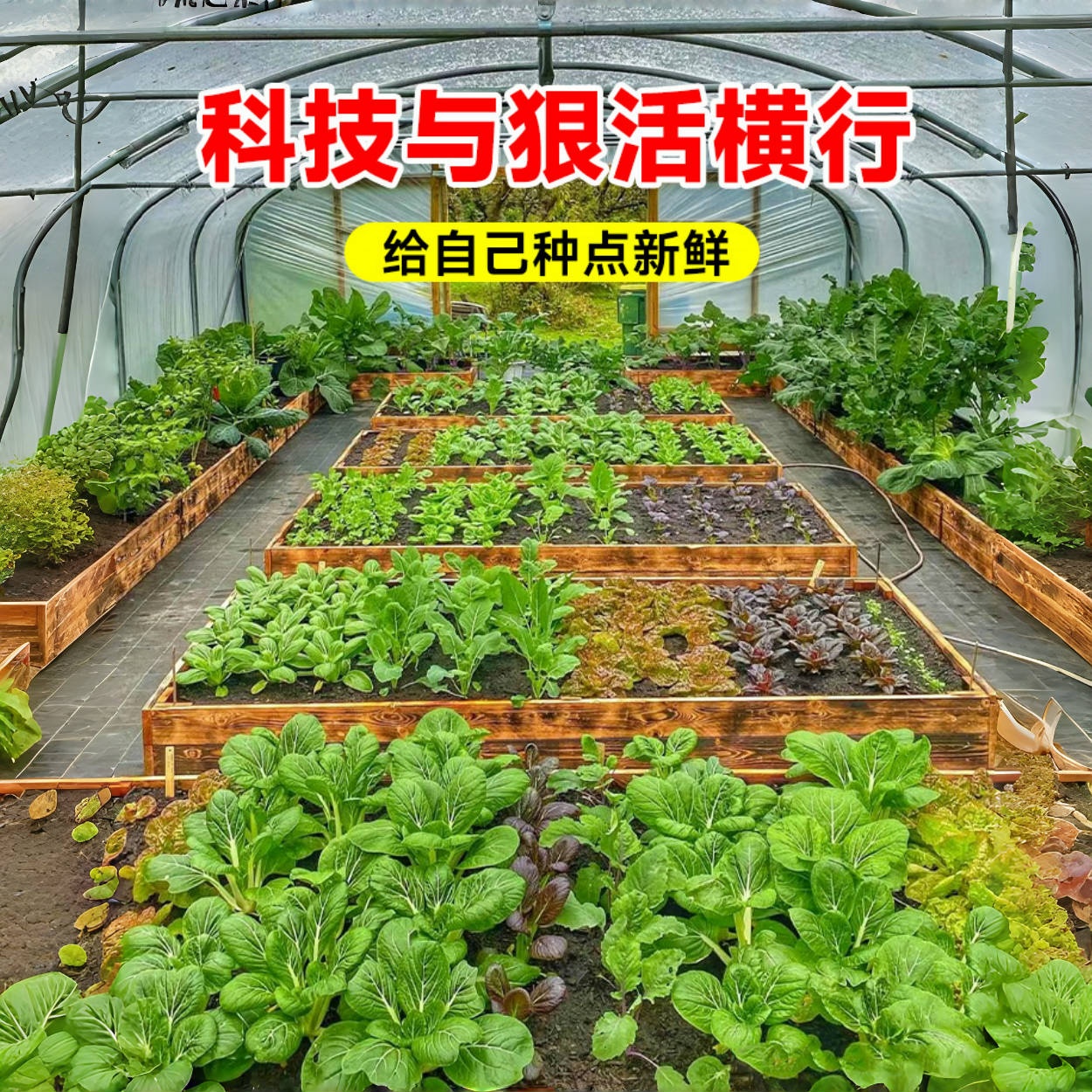 蔬菜种子籽孑大全四季播种香菜生菜番茄辣椒阳台盆栽地栽农家菜园