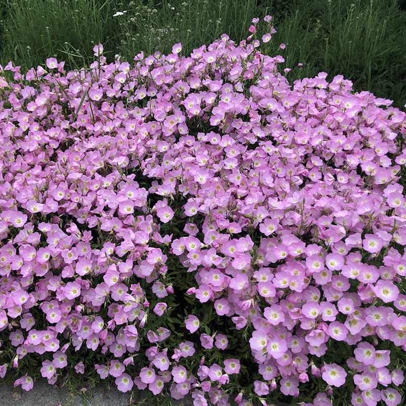 美丽月苋草种子夜来香花种籽多年生月见草种花卉室内外阳台盆栽