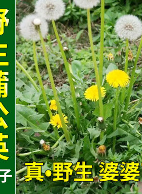 食用蒲公英种子野菜种籽孑婆婆丁根茶易活播种阳台盆栽药用野菜