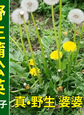 食用蒲公英种子野菜种籽孑婆婆丁根茶易活播种阳台盆栽药用野菜