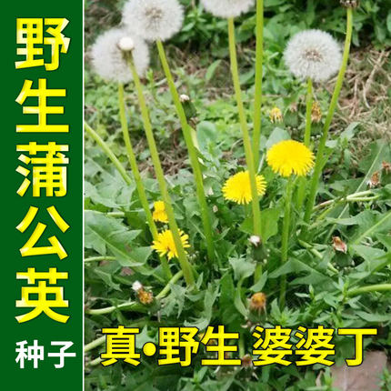 食用蒲公英种子野菜种籽孑婆婆丁根茶易活播种阳台盆栽药用野菜