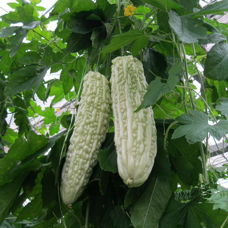 长白苦瓜种子 白色长苦瓜良种早中熟品种
