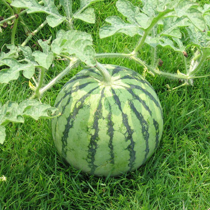 西瓜种子高产甜早熟8424早佳冰糖麒麟王京欣西农八号懒汉特大巨型