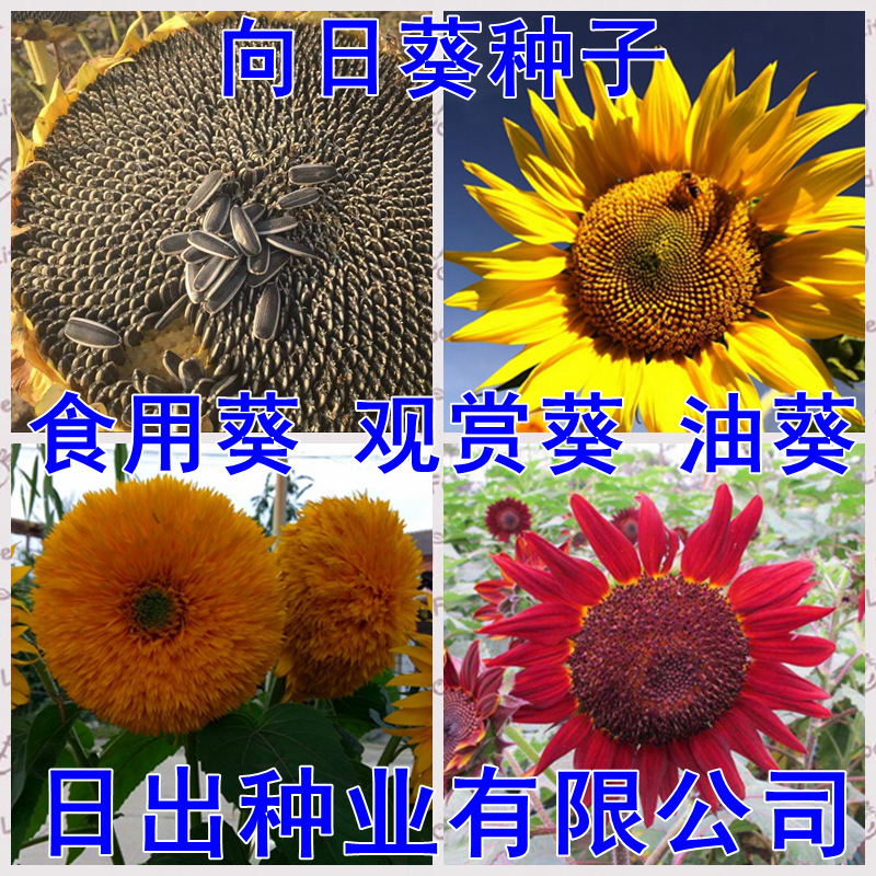 高產食用向日葵種子瓜子大粒美國矮大頭油葵觀賞矮稈多頭多花盆栽