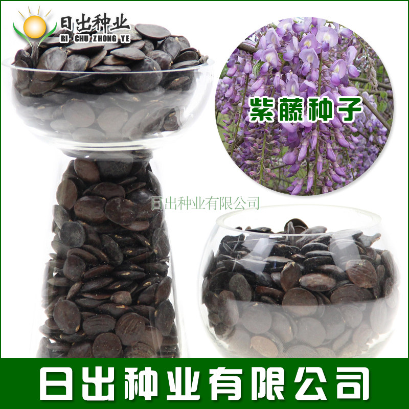 新采一级紫藤种子 紫藤花 绿化行道林木苗木树种子 攀爬植物