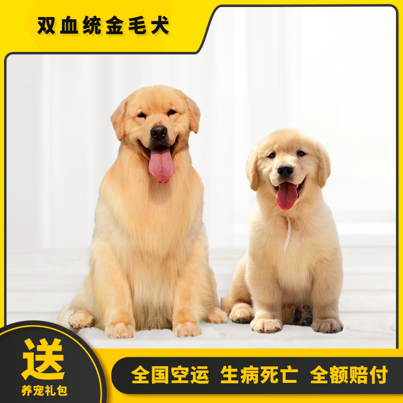 赛级金毛幼犬双血统纯种金毛宠物狗