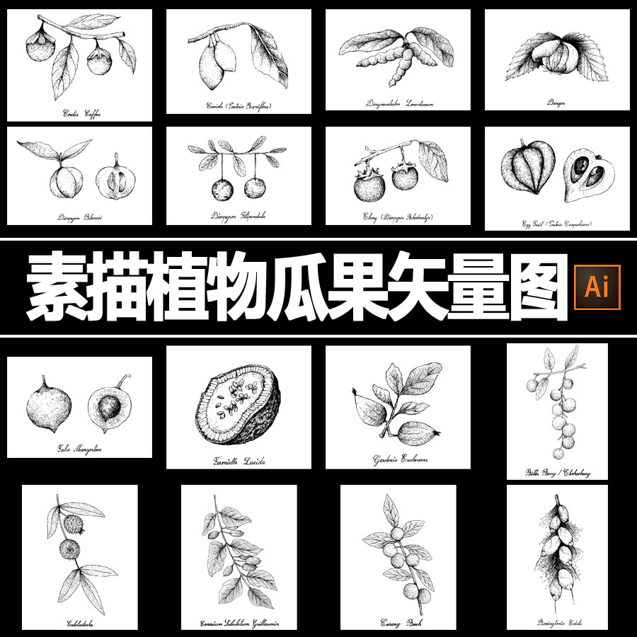 黑白素材手绘植物水果瓜果李子荔枝葡萄农作物ai矢量设计素材插图