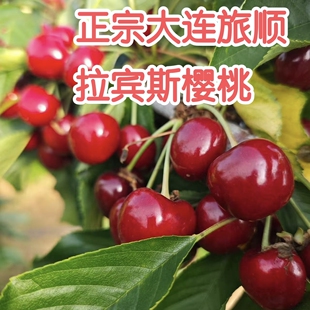 正宗大连旅顺双岛湾大樱桃拉宾斯樱桃顺丰包邮酸甜口