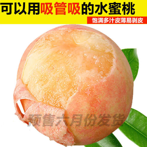 现摘正宗无锡水蜜桃5两12礼盒水果新鲜孕妇软桃子当季白凤蜜桃子