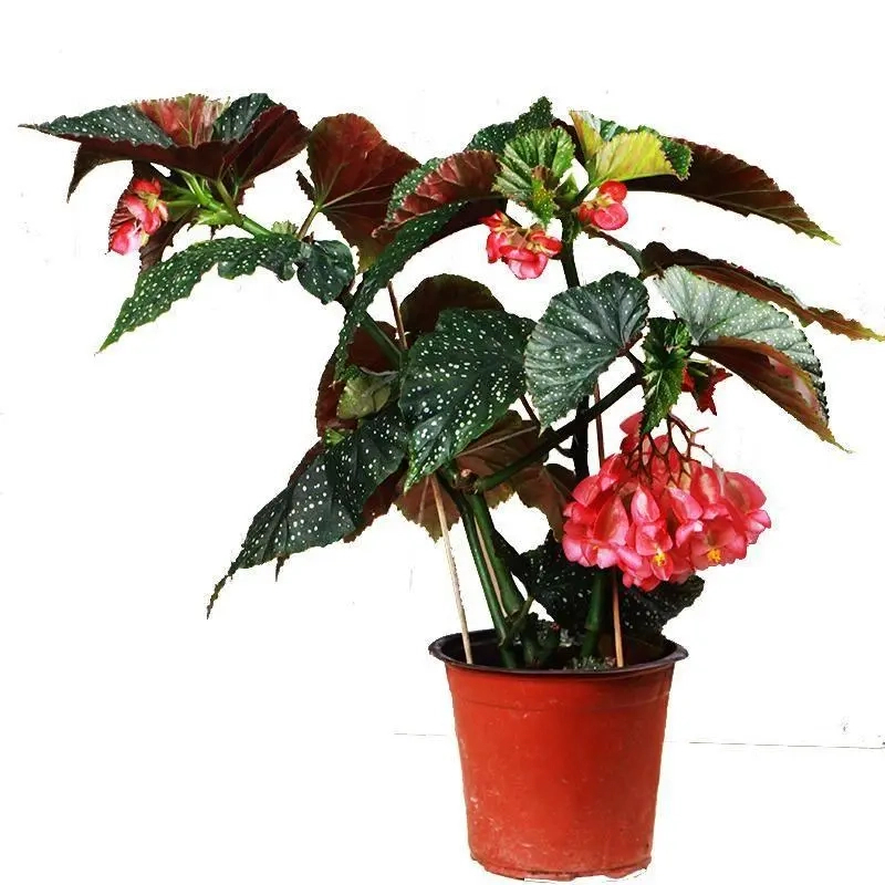 四季观花室内斑点大叶海棠花