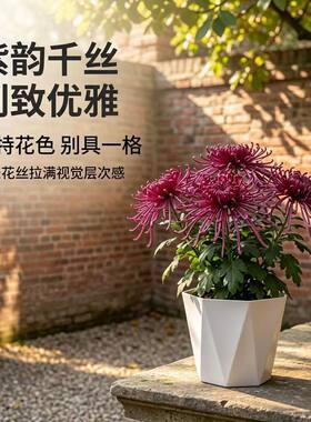 大花紫绣球盆栽壮苗带花苞秋开