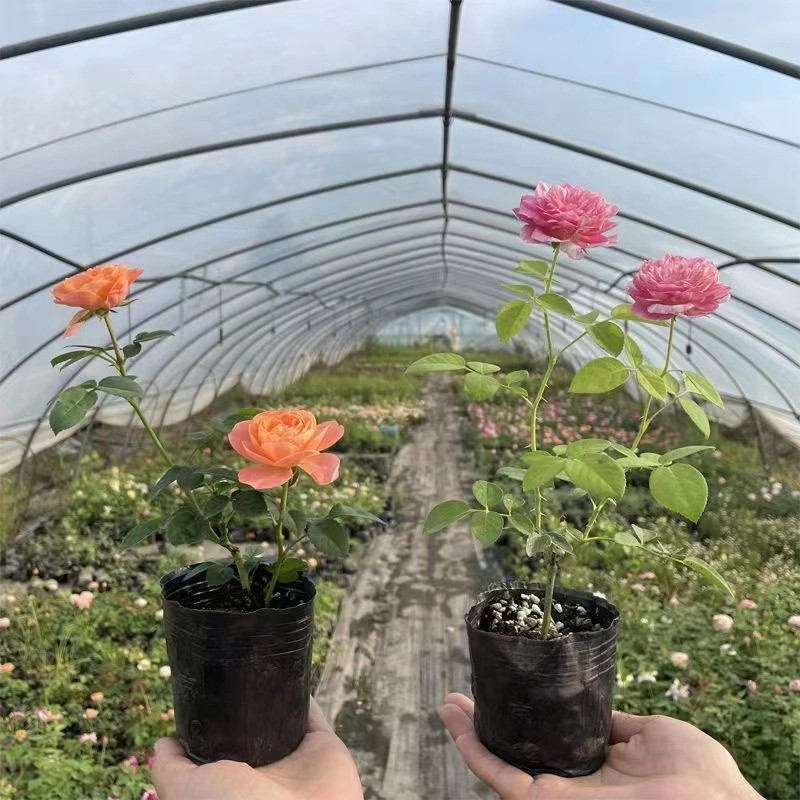 蔷薇花苗爬藤四季开花庭院藤本月季花苗大花爬墙植物花卉盆栽玫瑰,鲜花速递/花卉仿真/绿植园艺,月季/蔷薇/玫瑰,淘宝优惠券,粉丝福利购,淘宝优惠卷