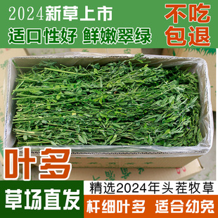25年新紫花苜蓿干草饲料兔子草龙猫草荷兰猪草牧草兔粮毛重1000g